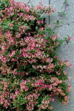 Peaches & Cream Fragrant Honeysuckle - Lonicera Periclymenum - 3 Gallon Pot -Wilson Bros Gardens Honeysuckle Peaches And Cream 12