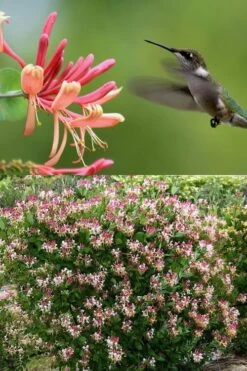 Peaches & Cream Fragrant Honeysuckle - Lonicera Periclymenum - 5 Gallon Pot -Wilson Bros Gardens Honeysuckle Peaches And Cream 2 500x750 2