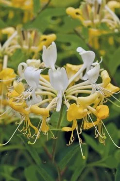 Scentsation Fragrant Yellow Honeysuckle - Lonicera Periclymenum - 1 Gallon Pot 13 Scentsation Fragrant Yellow Honeysuckle - Lonicera Periclymenum - 1 Gallon Pot -Wilson Bros Gardens Honeysuckle Scentsation 1