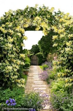 Scentsation Fragrant Yellow Honeysuckle - Lonicera Periclymenum - 1 Gallon Pot 15 Scentsation Fragrant Yellow Honeysuckle - Lonicera Periclymenum - 1 Gallon Pot -Wilson Bros Gardens Honeysuckle Scentsation 10