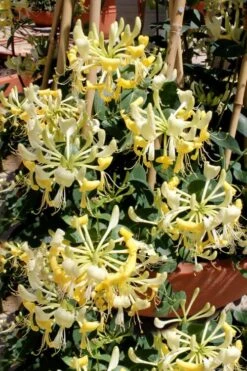 Scentsation Fragrant Yellow Honeysuckle - Lonicera Periclymenum - 1 Gallon Pot 17 Scentsation Fragrant Yellow Honeysuckle - Lonicera Periclymenum - 1 Gallon Pot -Wilson Bros Gardens Honeysuckle Scentsation 2