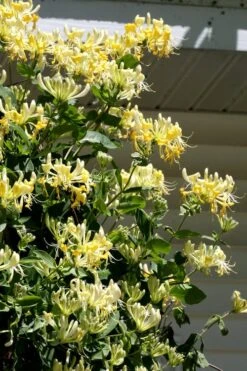 Scentsation Fragrant Yellow Honeysuckle - Lonicera Periclymenum - 1 Gallon Pot 16 Scentsation Fragrant Yellow Honeysuckle - Lonicera Periclymenum - 1 Gallon Pot -Wilson Bros Gardens Honeysuckle Scentsation 3