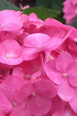 After Midnight Hydrangea - 3 Gallon Pot -Wilson Bros Gardens Hydrangea After Midnight 1