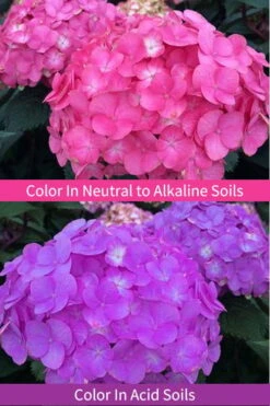 After Midnight Hydrangea - 3 Gallon Pot -Wilson Bros Gardens Hydrangea After Midnight 6