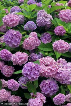 All Summer Beauty Hydrangea - 3 Gallon Pot 11 All Summer Beauty Hydrangea - 3 Gallon Pot -Wilson Bros Gardens Hydrangea All Summer Beauty 1