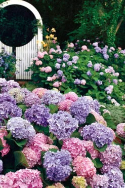 All Summer Beauty Hydrangea - 3 Gallon Pot 13 All Summer Beauty Hydrangea - 3 Gallon Pot -Wilson Bros Gardens Hydrangea All Summer Beauty 2