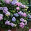 All Summer Beauty Hydrangea - 3 Gallon Pot -Wilson Bros Gardens Hydrangea All Summer Beauty 3