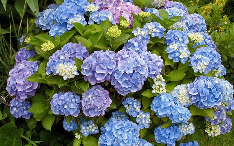 All Summer Beauty Hydrangea - 3 Gallon Pot 7 All Summer Beauty Hydrangea - 3 Gallon Pot - Image 5