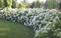Annabelle Hydrangea - 3 Gallon Pot 15 Annabelle Hydrangea - 3 Gallon Pot -Wilson Bros Gardens Hydrangea Annabelle Hedge 1
