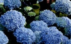 Big Daddy Hydrangea - 3 Gallon Pot -Wilson Bros Gardens Hydrangea Big Daddy 2
