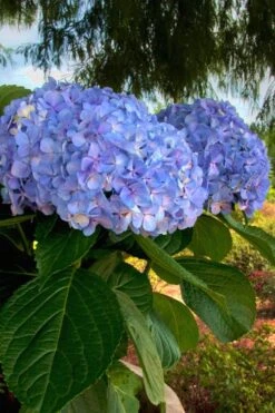 Big Daddy Hydrangea - 7 Gallon Pot -Wilson Bros Gardens Hydrangea Big Daddy 500x750 1