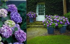 Bloomstruck Endless Summer Hydrangea - 1 Gallon Pot -Wilson Bros Gardens Hydrangea Bloomstruck 2