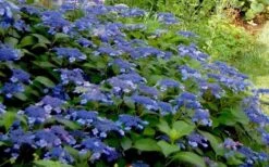 Bluebird Hydrangea - 3 Gallon Pot -Wilson Bros Gardens Hydrangea Bluebird 3 1