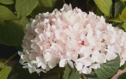 Blushing Bride Endless Summer Hydrangea - 3 Gallon Pot -Wilson Bros Gardens Hydrangea Blushing Bride 2