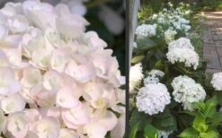 Blushing Bride Endless Summer Hydrangea - 3 Gallon Pot -Wilson Bros Gardens Hydrangea Blushing Bride