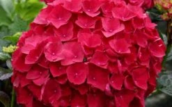 Cardinal Red Hydrangea - 1 Gallon Pot 10 Cardinal Red Hydrangea - 1 Gallon Pot -Wilson Bros Gardens Hydrangea Cardinal 1