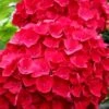 Cardinal Red Hydrangea - 6 Pack Of 1 Gallon Pots -Wilson Bros Gardens Hydrangea Cardinal Red BS