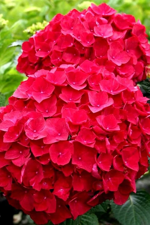 Cardinal Red Hydrangea - 6 Pack Of 1 Gallon Pots 3 Cardinal Red Hydrangea - 6 Pack Of 1 Gallon Pots
