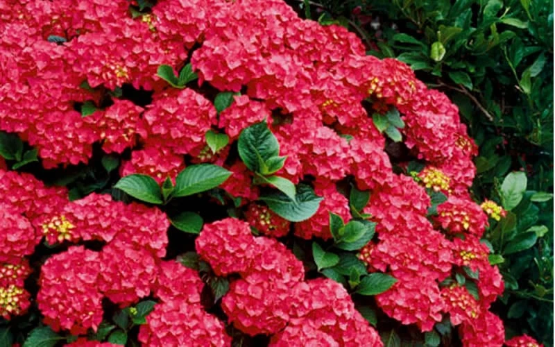 Cardinal Red Hydrangea - 6 Pack Of 1 Gallon Pots 7 Cardinal Red Hydrangea - 6 Pack Of 1 Gallon Pots - Image 5