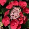 Cherry Explosion Hydrangea - 1 Gallon Pot -Wilson Bros Gardens Hydrangea Cherry Explosion 1