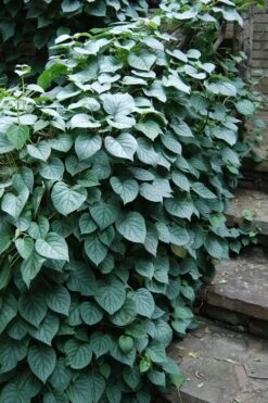 Moonlight Climbing Hydrangea - 2 Gallon Pot -Wilson Bros Gardens Hydrangea Climbing Moonlight 2 2