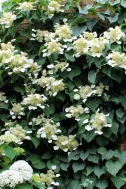 Moonlight Climbing Hydrangea - 2 Gallon Pot -Wilson Bros Gardens Hydrangea Climbing Moonlight 3 2