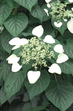 Moonlight Climbing Hydrangea - 5 Gallon Pot -Wilson Bros Gardens Hydrangea Climbing Moonlight 5 1