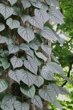 Moonlight Climbing Hydrangea - 2 Gallon Pot -Wilson Bros Gardens Hydrangea Climbing Moonlight 6 2