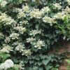 Moonlight Climbing Hydrangea - 1 Gallon Pot -Wilson Bros Gardens Hydrangea Climbing Moonlight 9