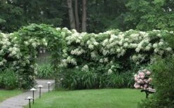 Moonlight Climbing Hydrangea - 1 Gallon Pot -Wilson Bros Gardens Hydrangea Climbing Petiolaris 16