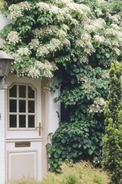 Moonlight Climbing Hydrangea - 2 Gallon Pot -Wilson Bros Gardens Hydrangea Climbing Petiolaris 17 2