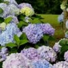 Dear Dolores Hydrangea - 2 Gallon Pot -Wilson Bros Gardens Hydrangea Dear Delores 500x750 1