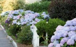 Dear Dolores Hydrangea - 2 Gallon Pot -Wilson Bros Gardens Hydrangea Dear Dolores Garden Planting