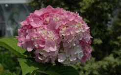 Dear Dolores Hydrangea - 2 Gallon Pot -Wilson Bros Gardens Hydrangea Dear Dolores Pink