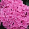 Double Delights Perfection Hydrangea - 2 Gallon Pot -Wilson Bros Gardens Hydrangea Double DEelights Perfection 2