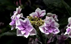 Double Delights Stargazer Hydrangea - 3 Gallon Pot 13 Double Delights Stargazer Hydrangea - 3 Gallon Pot -Wilson Bros Gardens Hydrangea Double Delights Stargazer 5