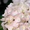 Blushing Bride Endless Summer Hydrangea - 3 Gallon Pot -Wilson Bros Gardens Hydrangea Endless Summer Blushing Bride 500x750 1