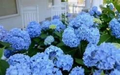 Nikko Blue Hydrangea - 2 Gallon Pot -Wilson Bros Gardens Hydrangea Glory Blue Shrub 2 1