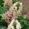 Jetstream Oakleaf Hydrangea - 3 Gallon Pot -Wilson Bros Gardens Hydrangea Jetstream
