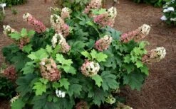 Jetstream Oakleaf Hydrangea - 3 Gallon Pot -Wilson Bros Gardens Hydrangea Jetstream 5