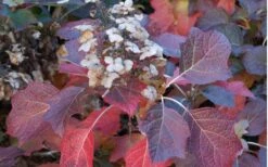 Jetstream Oakleaf Hydrangea - 3 Gallon Pot -Wilson Bros Gardens Hydrangea Jetstream 6