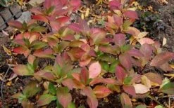 Lady In Red Hydrangea - 3 Gallon Pot -Wilson Bros Gardens Hydrangea Lady In Red Fall Foliage Leaf Color