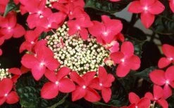 Lady In Red Hydrangea - 3 Gallon Pot -Wilson Bros Gardens Hydrangea Lady In Red Flower Closeup