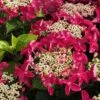 Lady In Red Hydrangea - 3 Gallon Pot -Wilson Bros Gardens Hydrangea Lady in Red 500x750 1