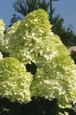 Limelight PeeGee Hydrangea - 3 Gallon Pot -Wilson Bros Gardens Hydrangea Limelight 101