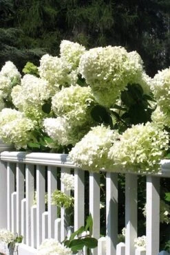 Limelight PeeGee Hydrangea - 1 Gallon Pot -Wilson Bros Gardens Hydrangea Limelight 21