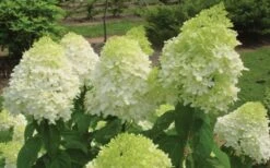 Limelight PeeGee Hydrangea - 1 Gallon Pot -Wilson Bros Gardens Hydrangea Limelight Flowers