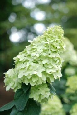 Limelight Prime Hydrangea - 2 Gallon Pot -Wilson Bros Gardens Hydrangea Limelight Prime 1 1