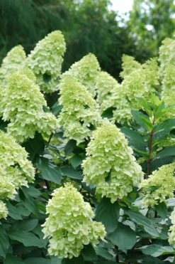 Limelight Prime Hydrangea - 2 Gallon Pot -Wilson Bros Gardens Hydrangea Limelight Prime 4 1