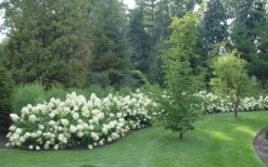 Limelight PeeGee Hydrangea - 1 Gallon Pot -Wilson Bros Gardens Hydrangea Limelight hedge natural